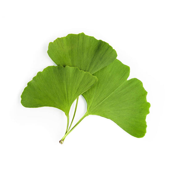 Ginkgo Leaf