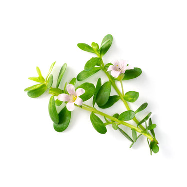 Bacopa Monnieri